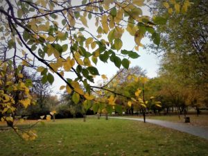 Park w kolorach jesieni